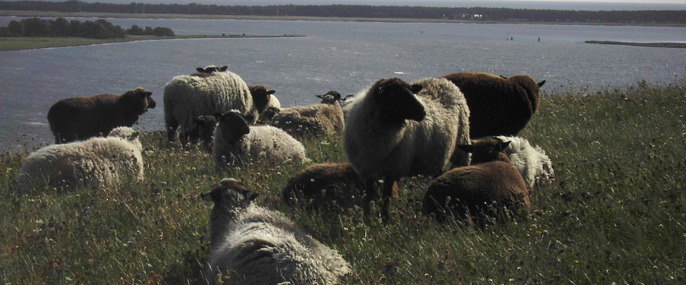 rauhwollige pommersche Landschafe auf Rügen